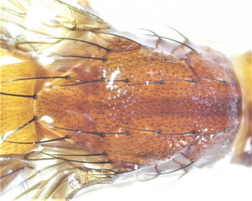 Réf. 280 053 : Suillia affinis